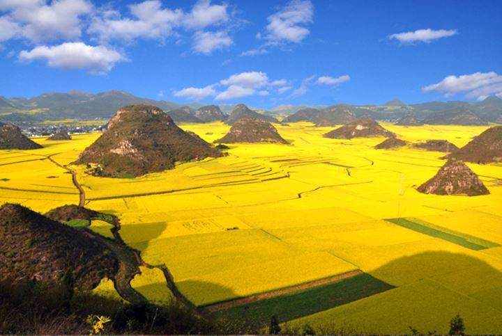CHINA-AGRICULTURE-RAPESEED