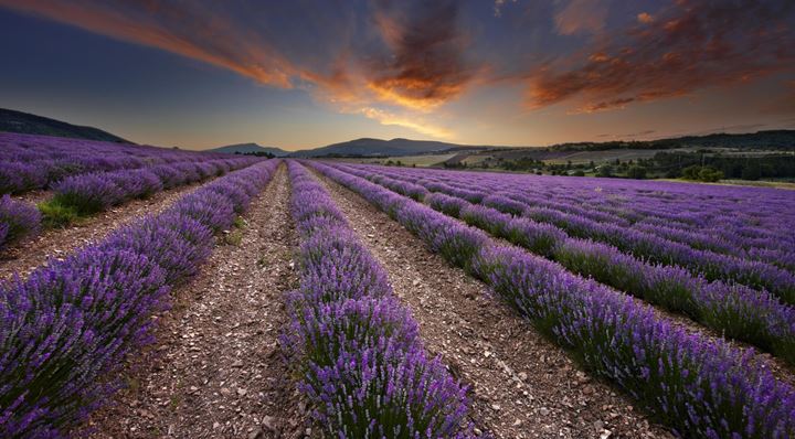 8650_lavender_field_at_dawn_vaucluse_provence_france
