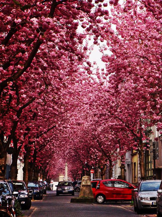Bonn-street-in-Germany-Mind-blowing-places-of-the-world-3