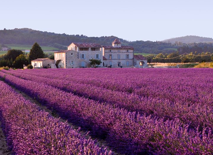 France_Lavender_Field