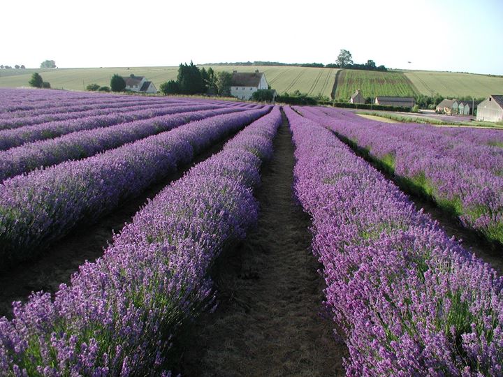 Lavender Fields from Cotswold Lavender