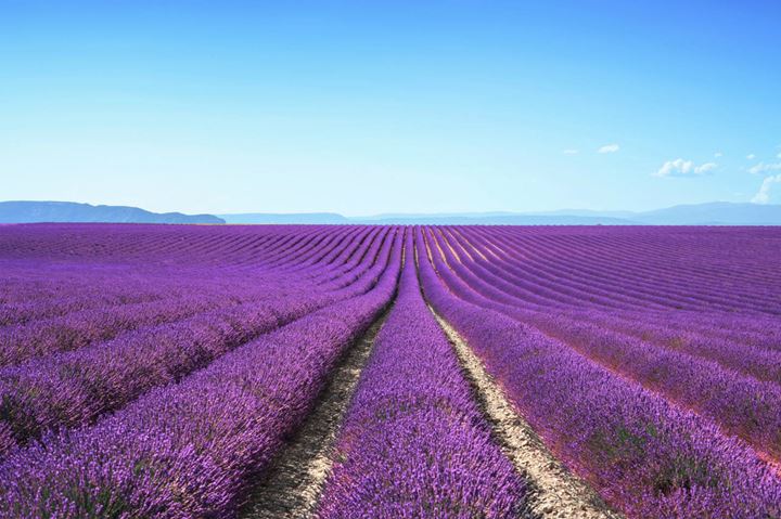 Lavender-fields-2
