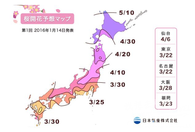 Cherry blossom