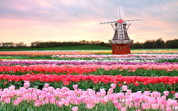 Tulips-field-Holland