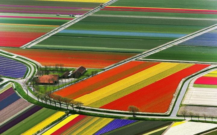 aerial-view-of-tulip-flower-fields-amsterdam-the-netherlands2