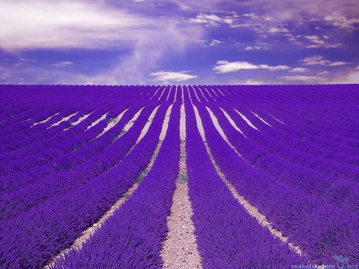 amazing-lavender-field-hd-wallpaper-40325
