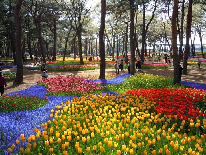 hitachi-seaside-park-tulips-02