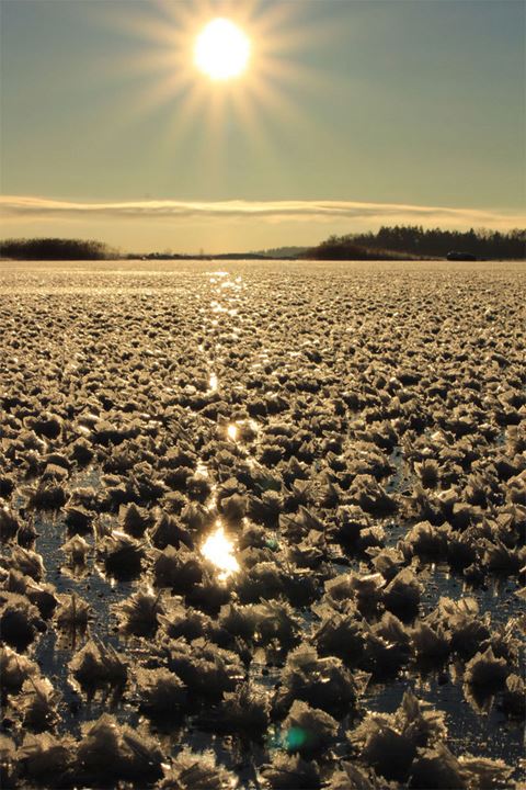 ice-flowers