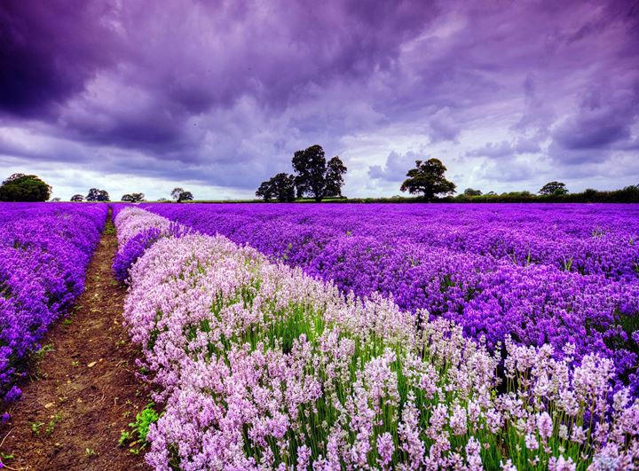lavender-field-in-france-hd-wallpaper-71290