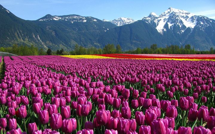 tulips-field-mountain-netherlands-flowers-nature
