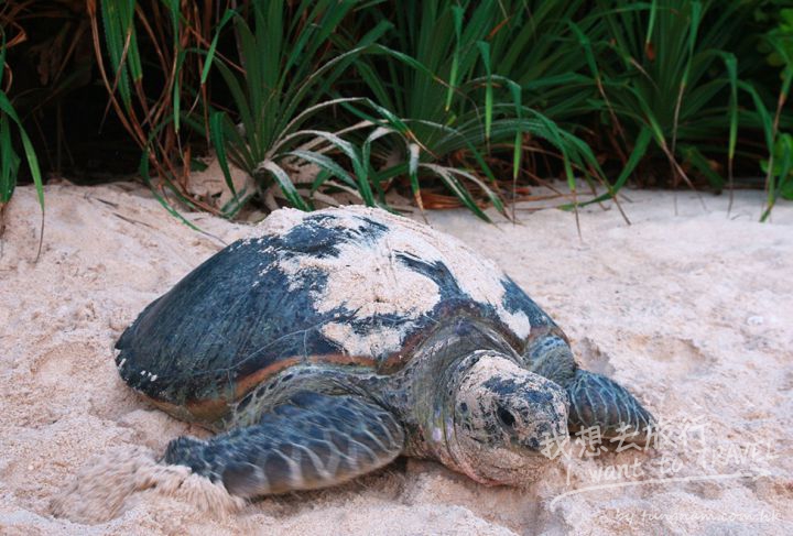 975x660_08_green_turtle3