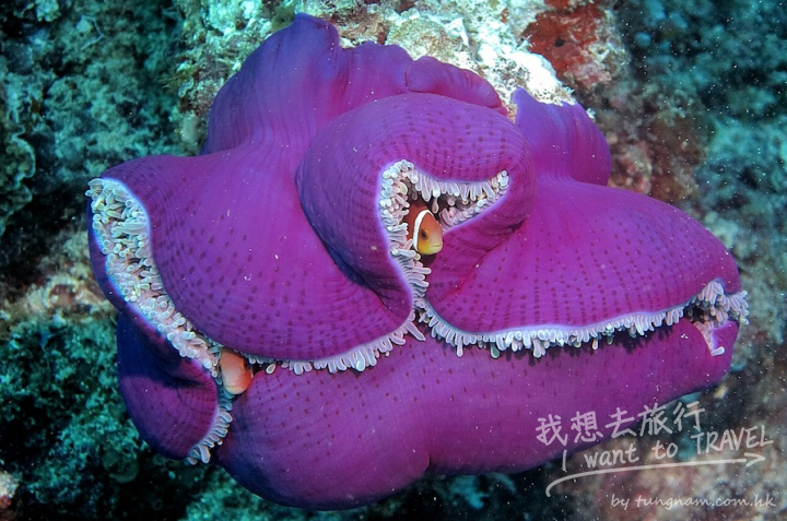 maafushi4
