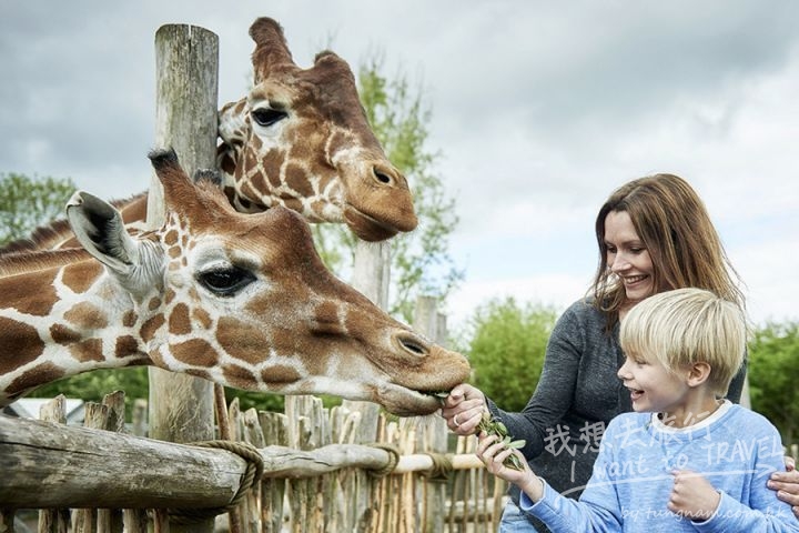 Odense ZOO1