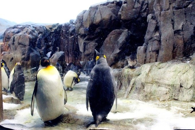 Odense ZOO4