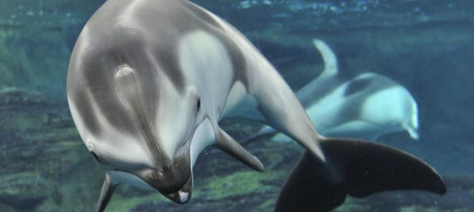 大阪海遊館 Osaka Aquarium Kaiyukan