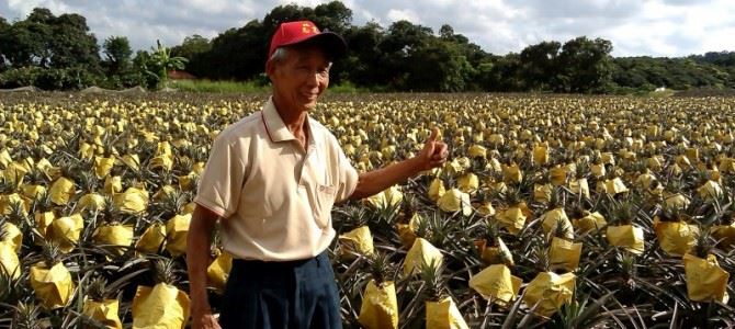 台灣高雄龍目社區採鳳梨