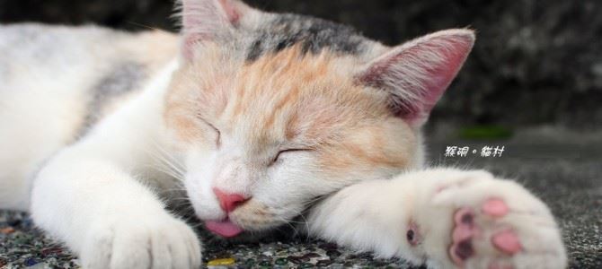 猴硐貓村 HOU TONG