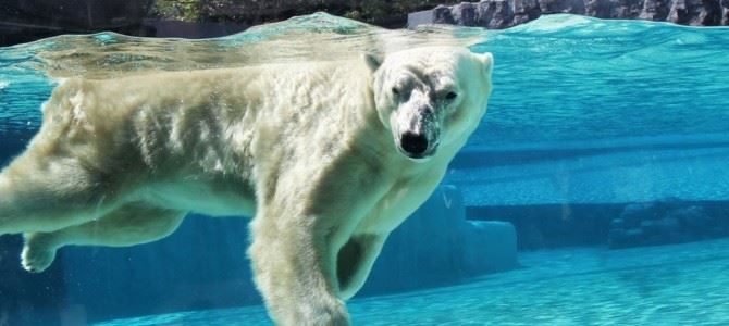 新加坡動物園 Singapore Zoo
