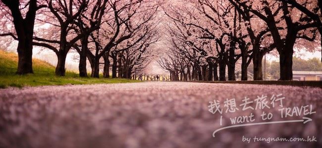 櫻花的花語 = 幸福