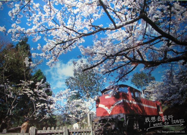 阿里山櫻花