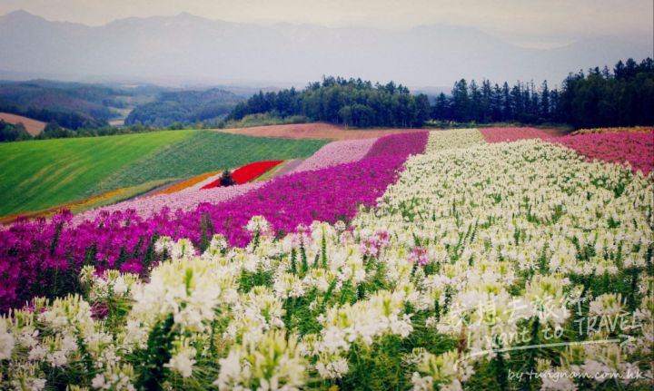 北海道 美瑛之丘