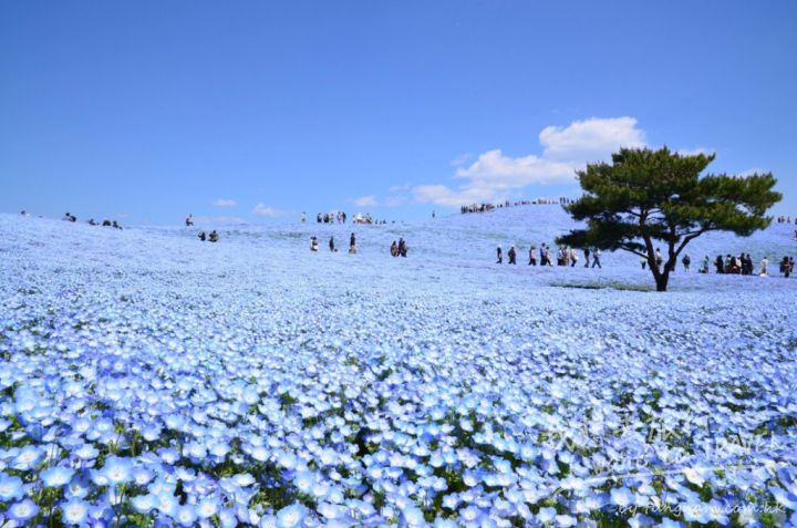 茨城 日立國營海濱公園