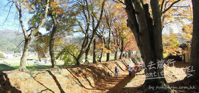 【日本。河口湖】紅葉回廊：觀賞紅葉和富士山的好地點！