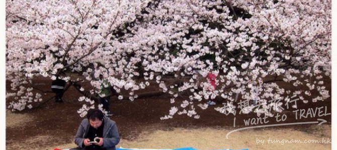 【東京自由行✈好玩推薦】新宿御苑櫻花怒放太美麗！！
