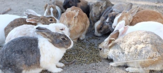 走進日本最萌小島 — 有「兔島」之稱的大久野島