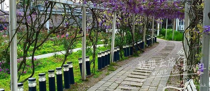 紫藤咖啡園-號稱台灣最大摩艾像