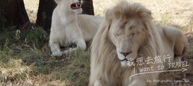 女子遊南非獅子園， 開窗拍照遭獅子咬死!!