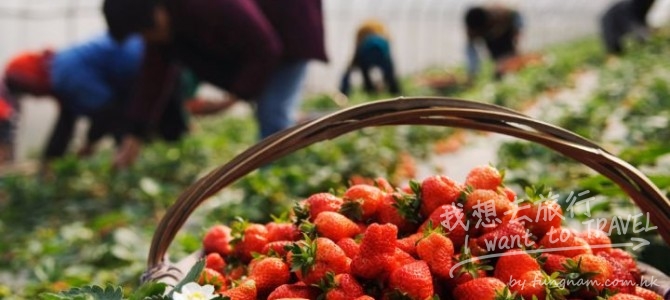 5大日本士多啤梨園，任摘任吃！