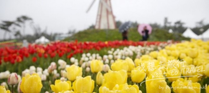 韓國泰安鬱金香節一天團 HKD599