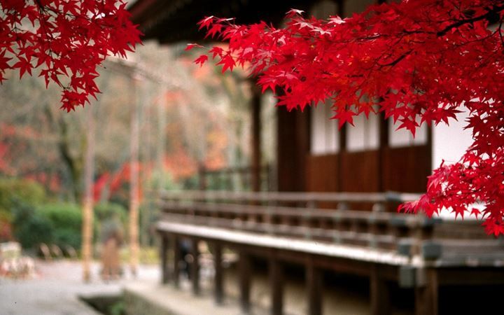 日本紅葉浪漫『楓』情