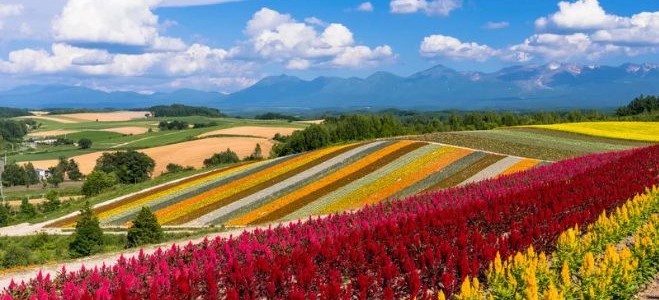 2026 北海道自由行預算要多少？機票、酒店、交通一文算清